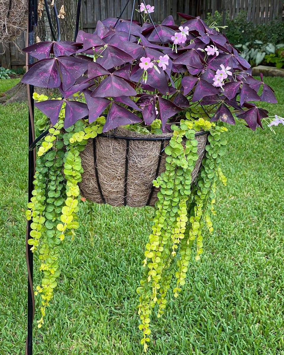 creeping jenny in a hanging pot