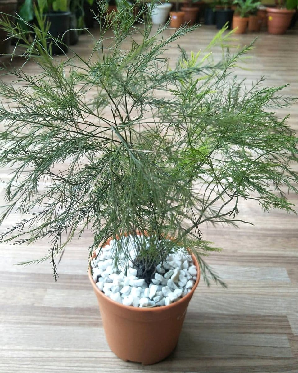 asparagus fern in a white ceramic pot