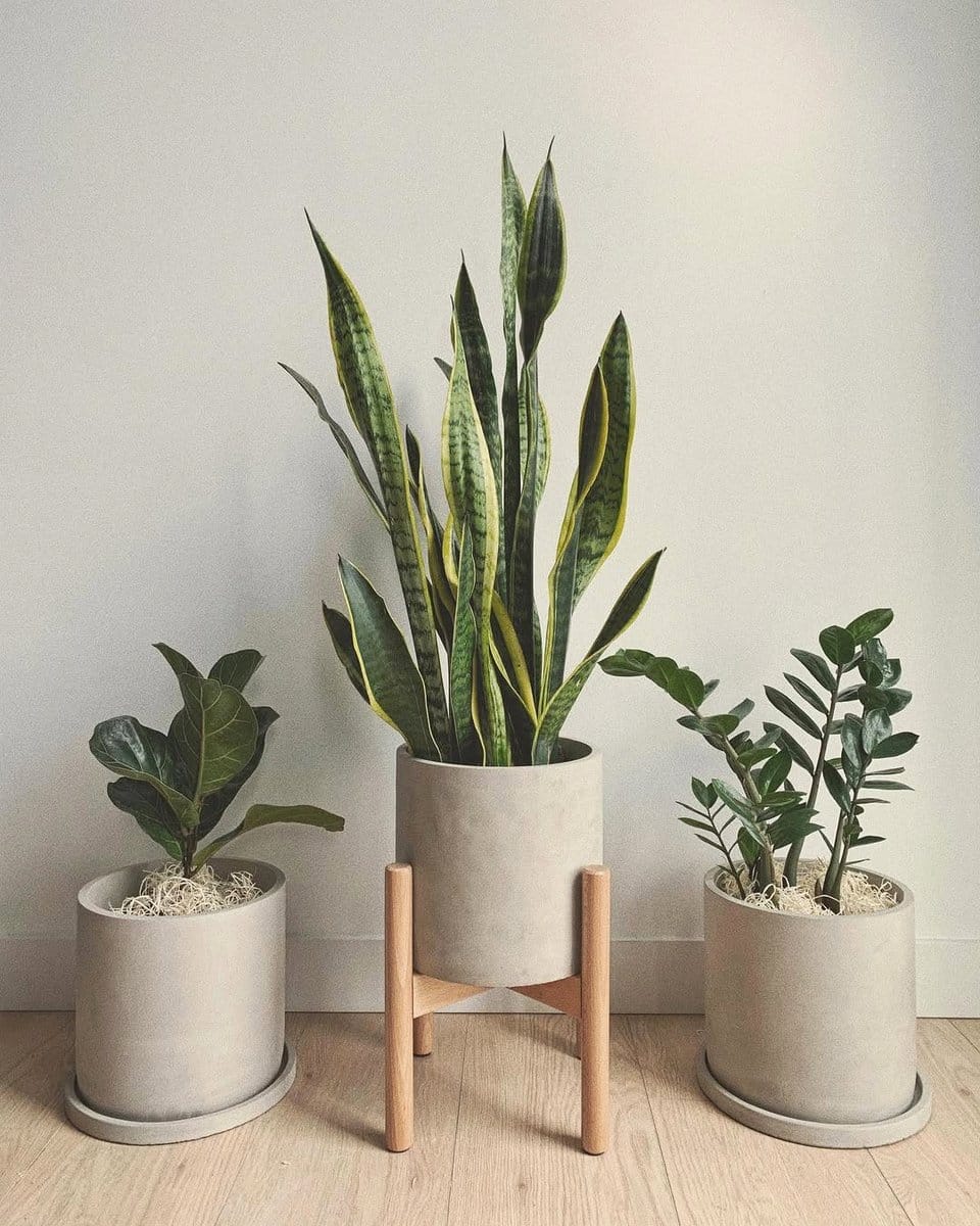 Snake Plant and ZZ Plant in minimalist planters