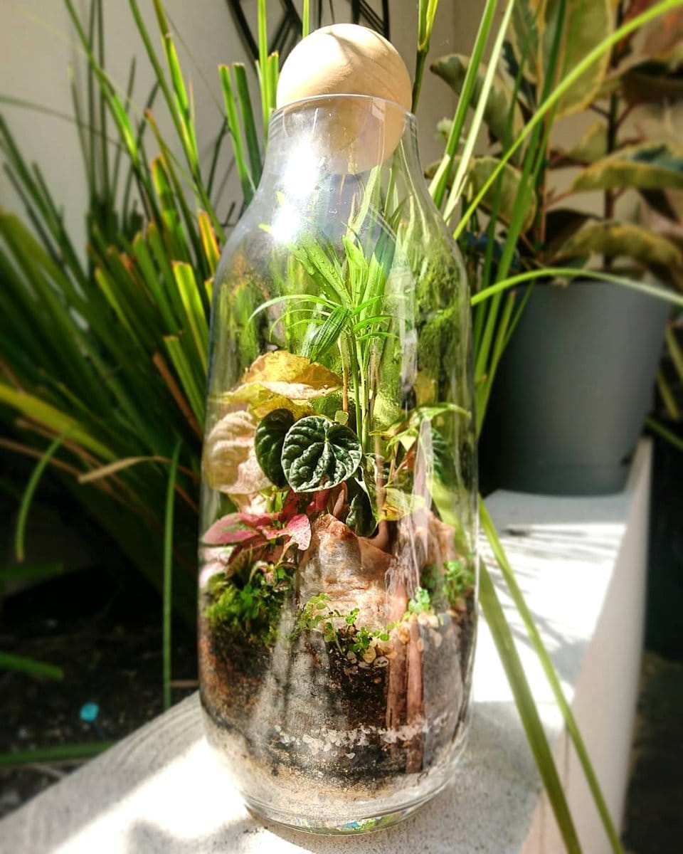 baby’s tears in glass terrarium