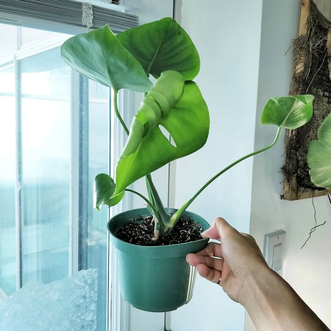 monstera leaves with fenestrations