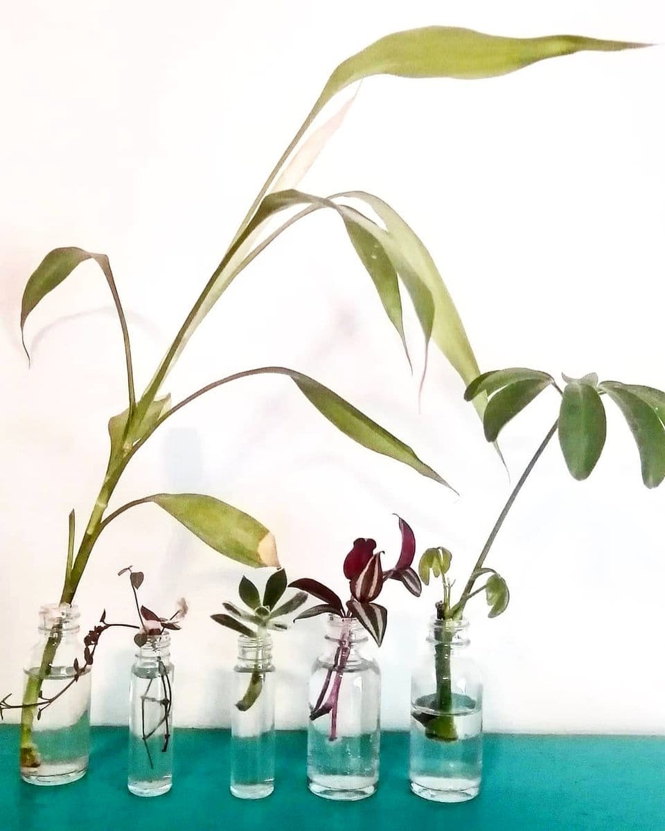 Water plants in glass jar