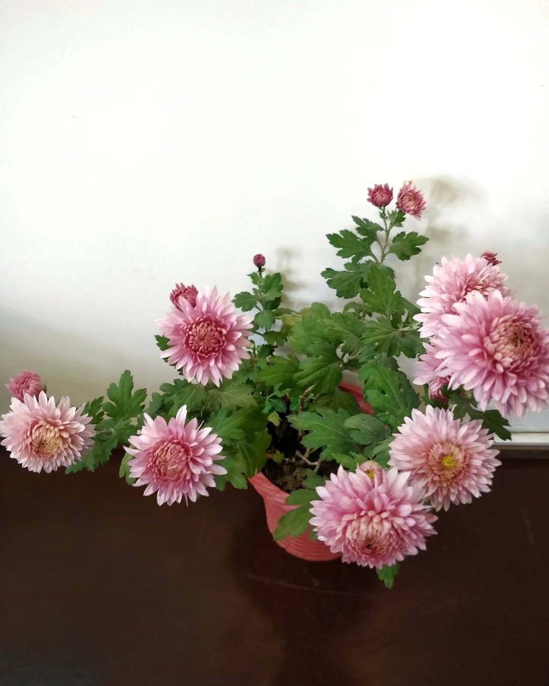 Colorful chrysanthemums in decorative pot