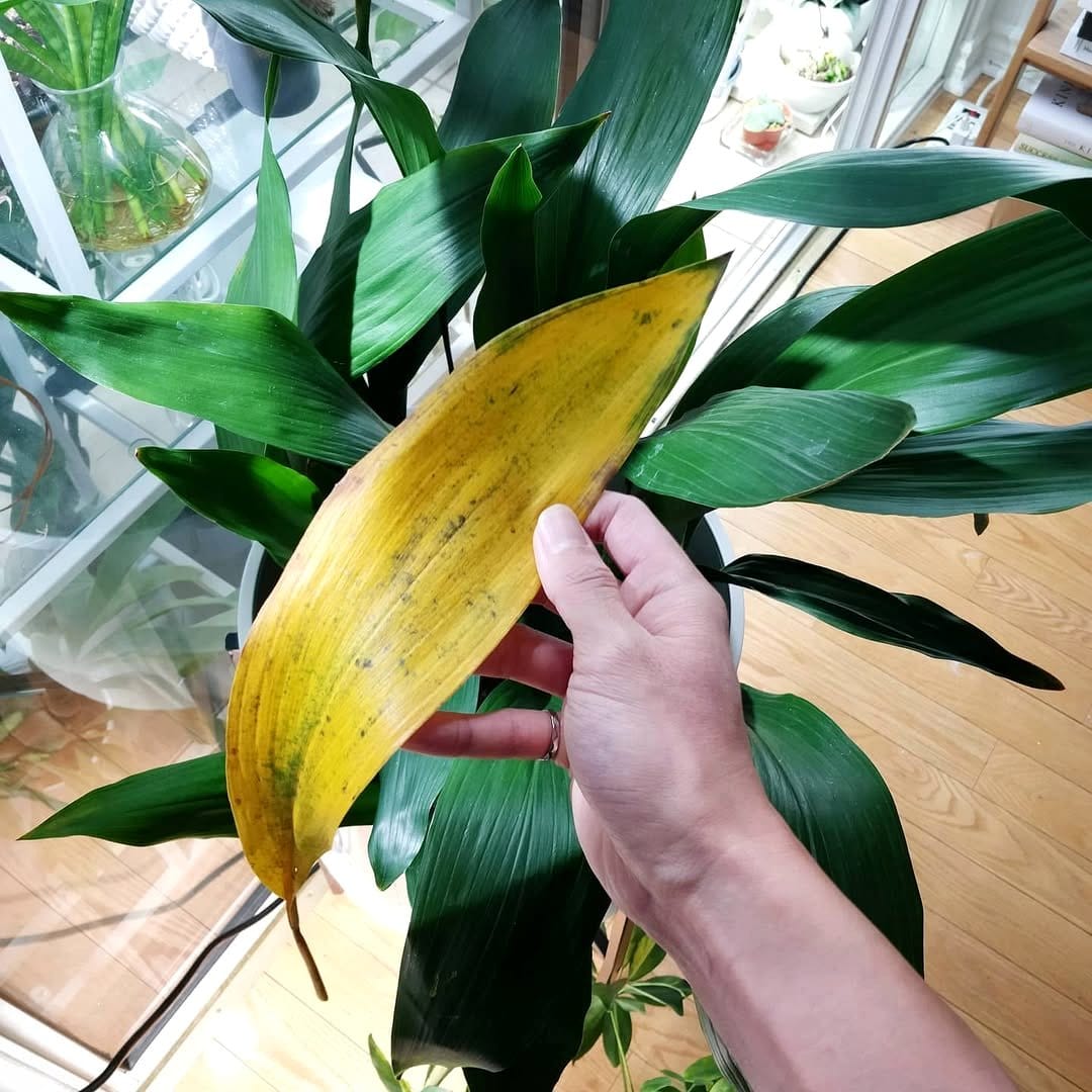 Cast Iron Plant and Aspidistra under tree canopy