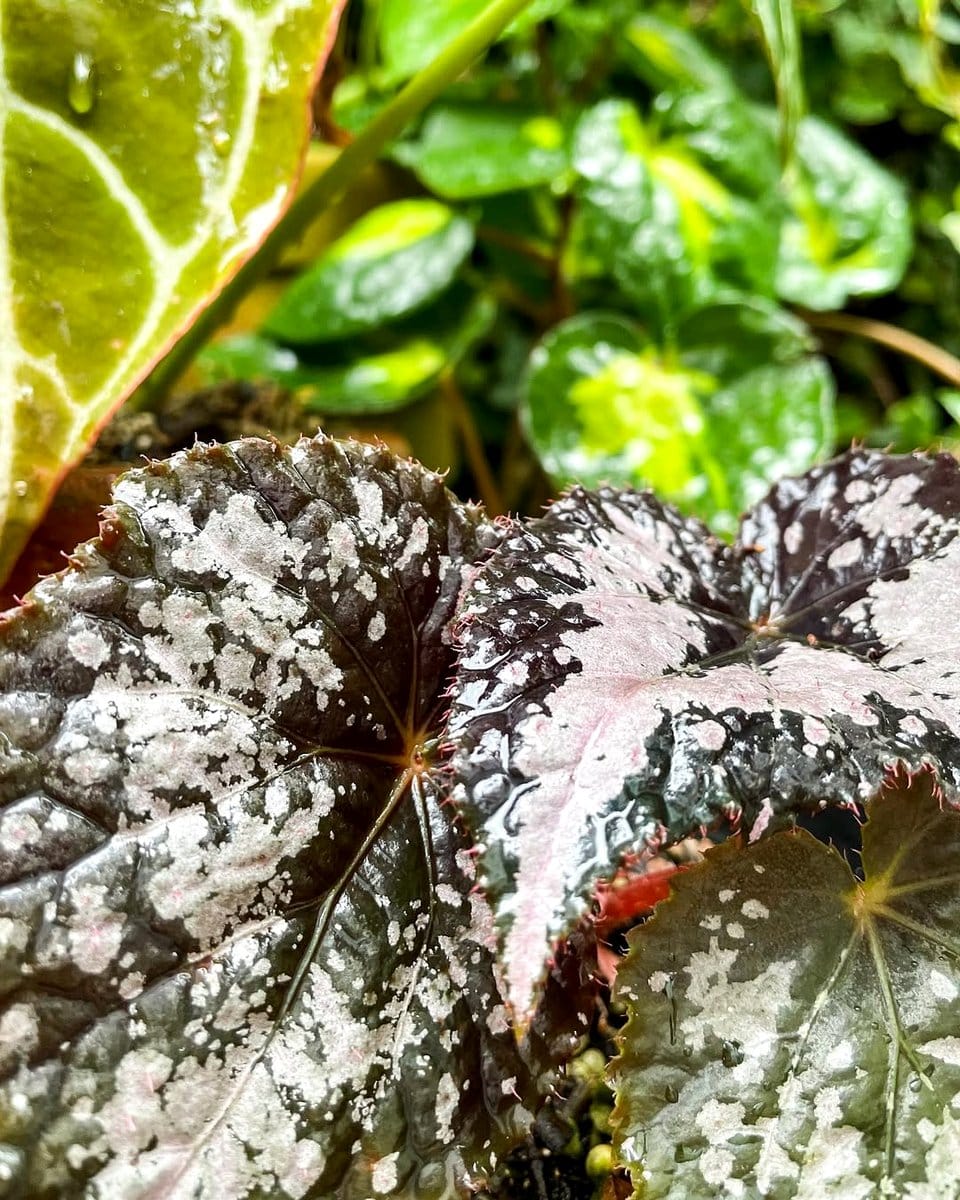 anthurium and begonia plant cluster