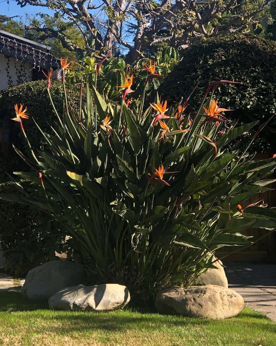 bird of paradise with cast iron plant