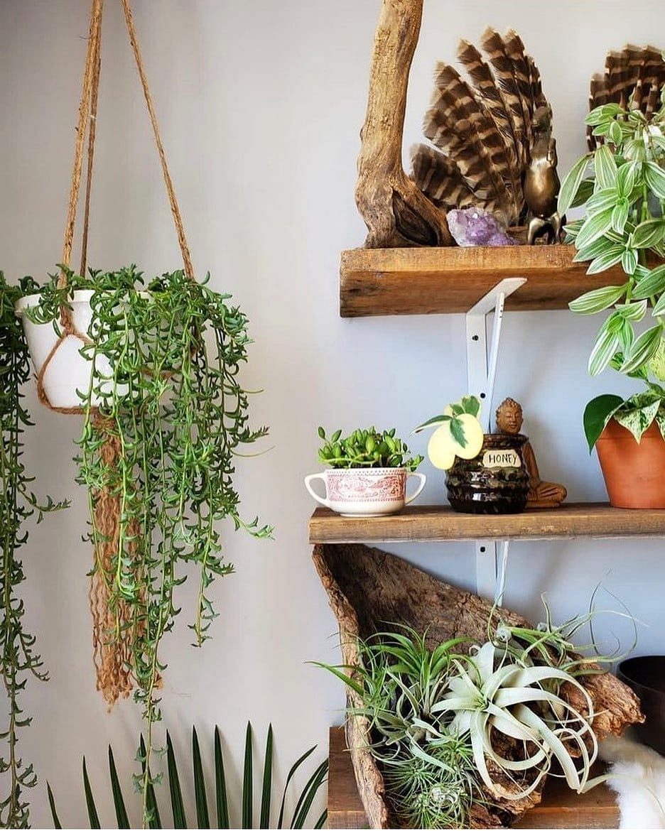 pothos plant on hanging shelf