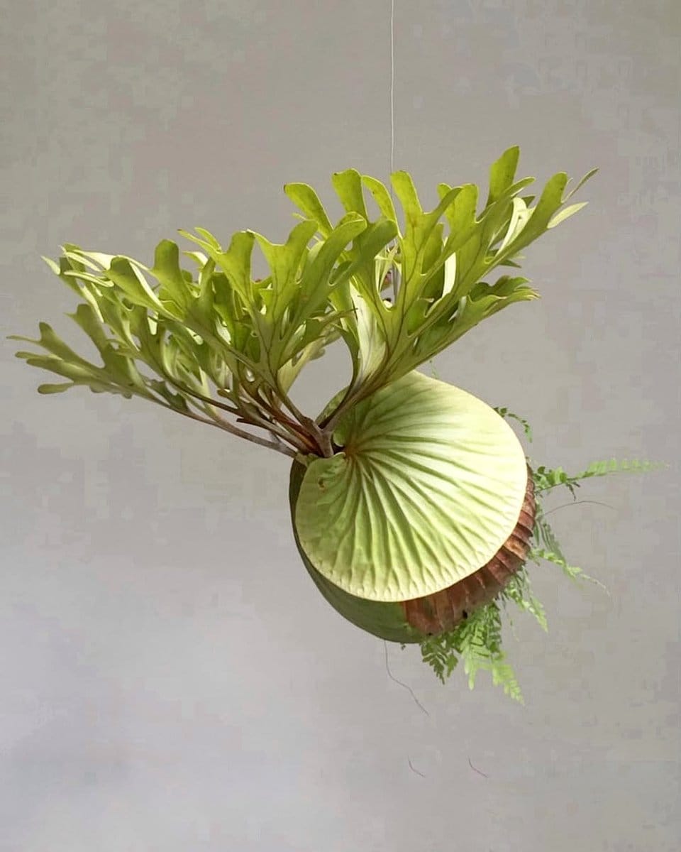 kokedama outdoor garden