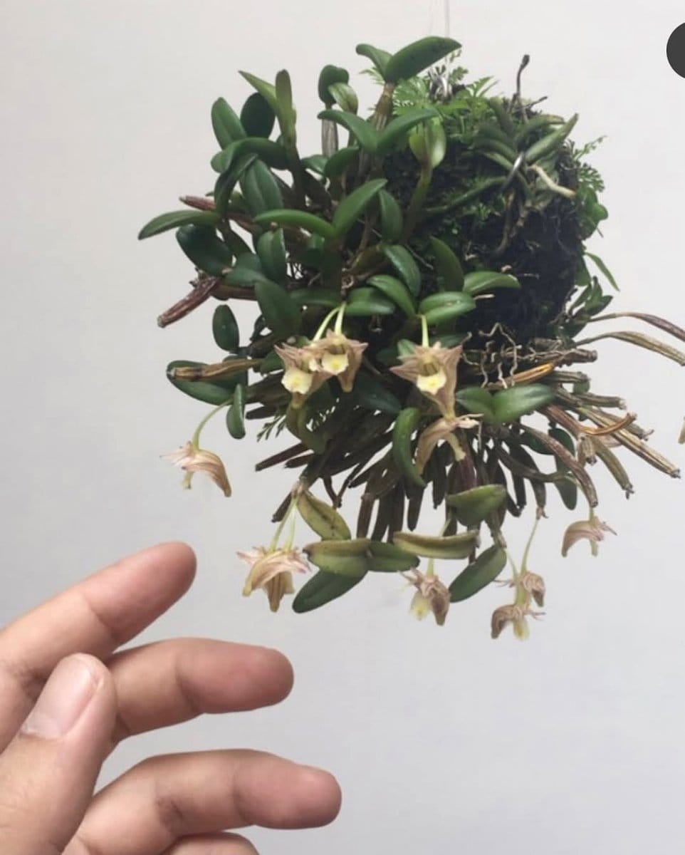 hanging moss from ceiling