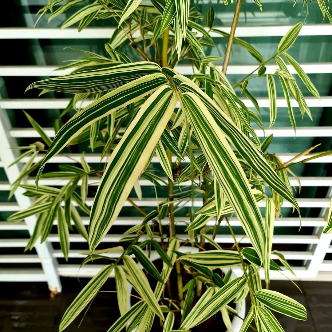 bamboo palm with decorative stones