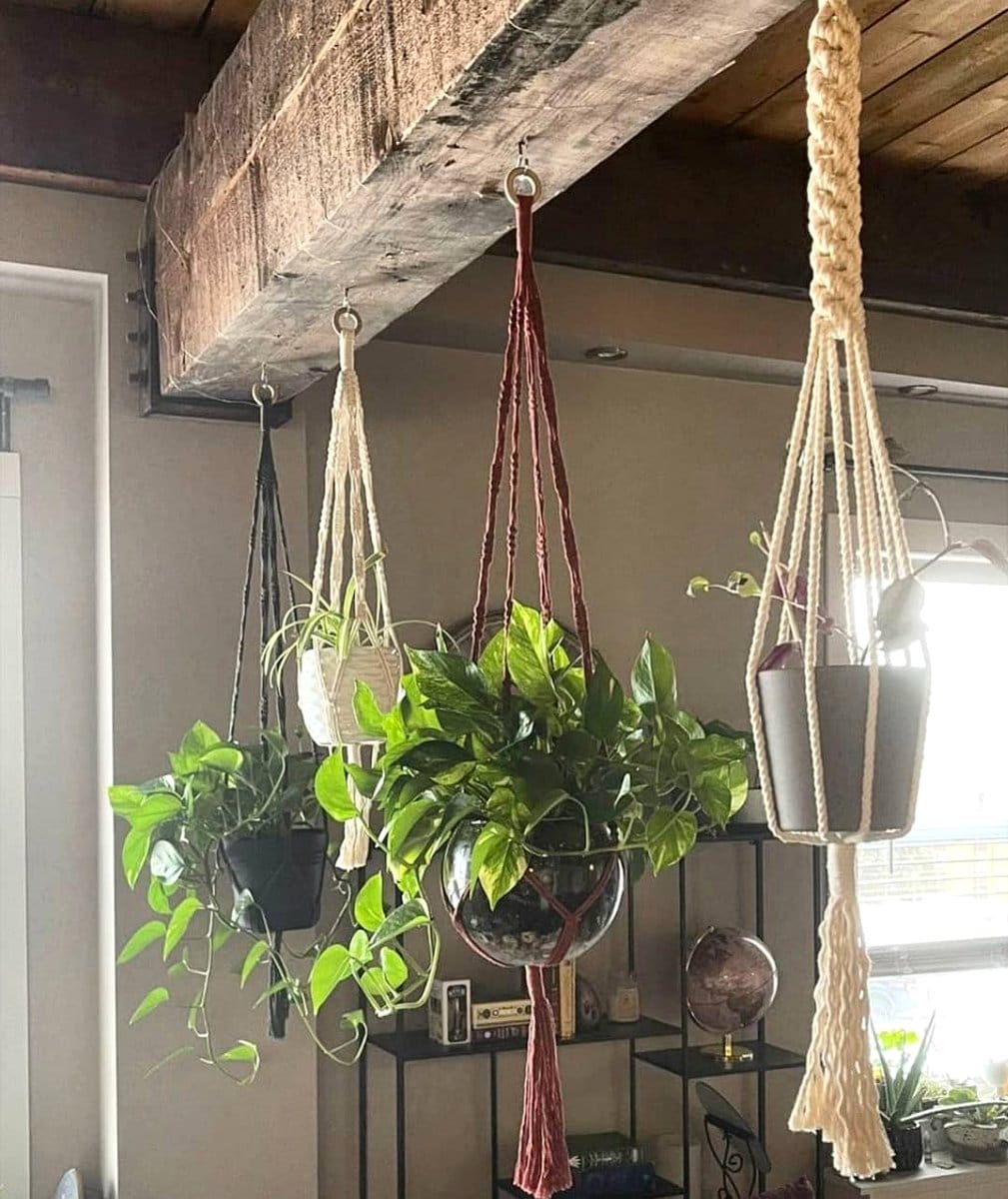 macramé hangers with trailing plants