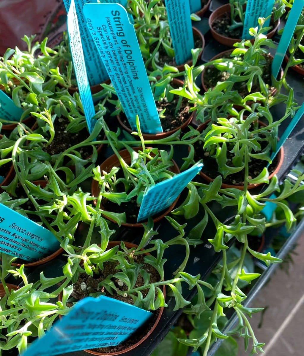 string of dolphins trailing plant