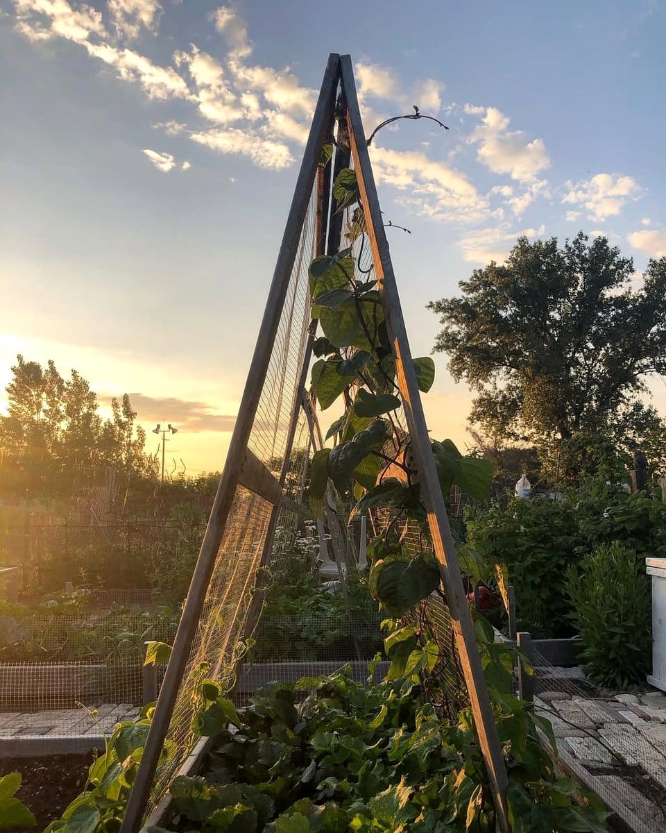 rustic wooden ladder with plants