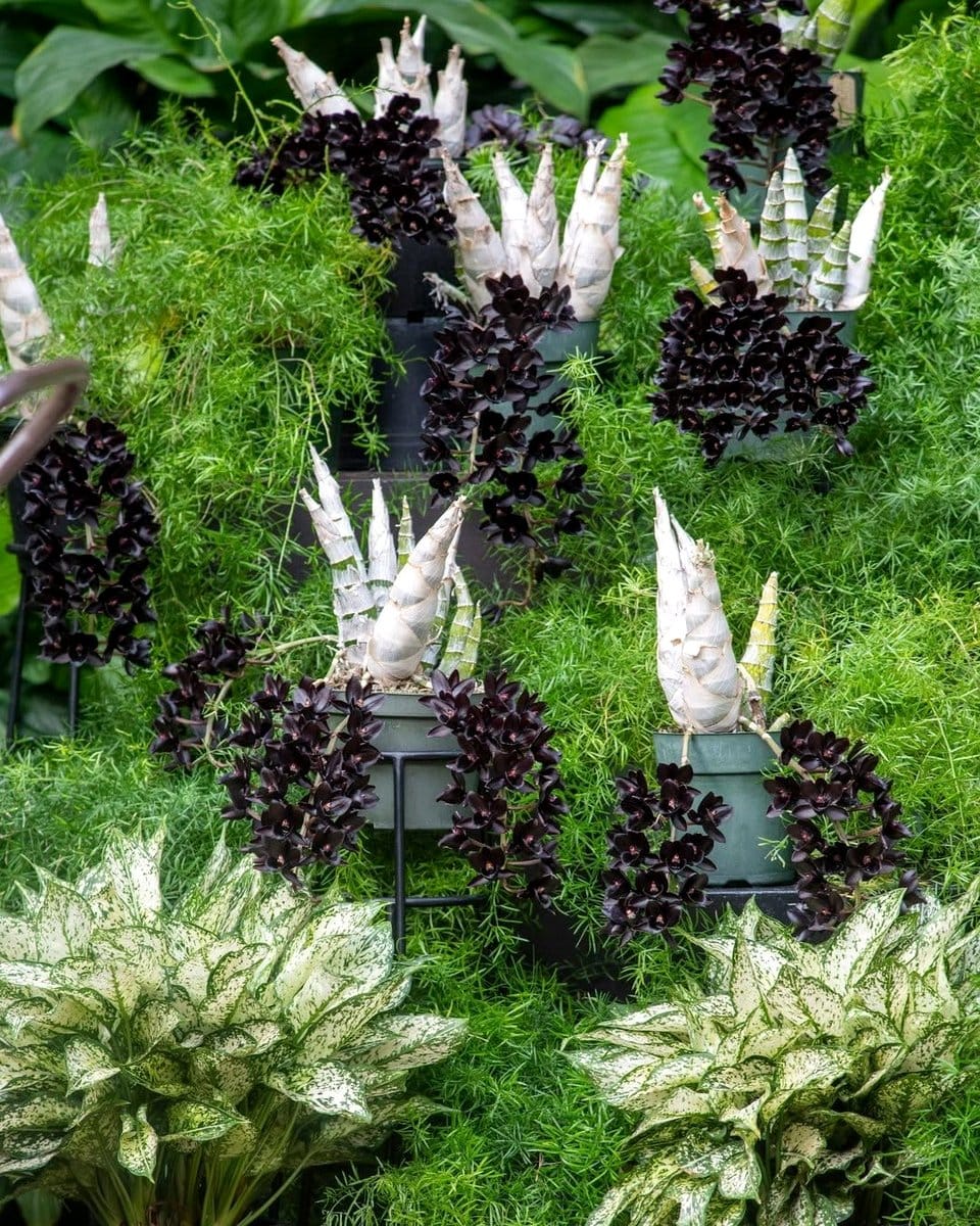 epiphytes on rustic wooden branch