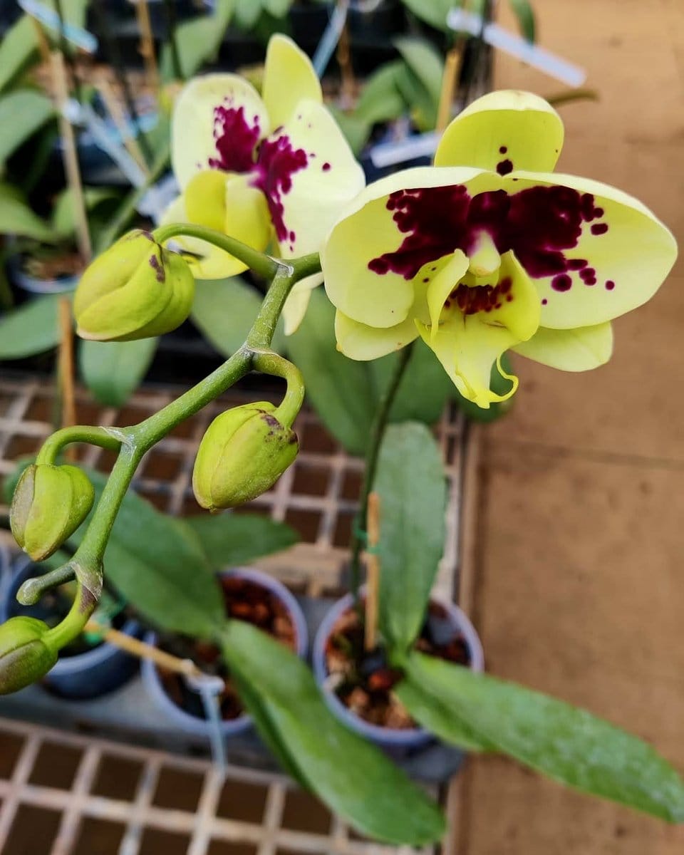 bright pink orchids among greenery