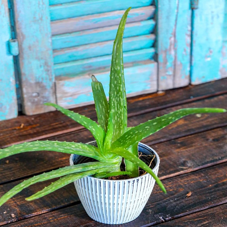 Aloe vera plant on a windowsill