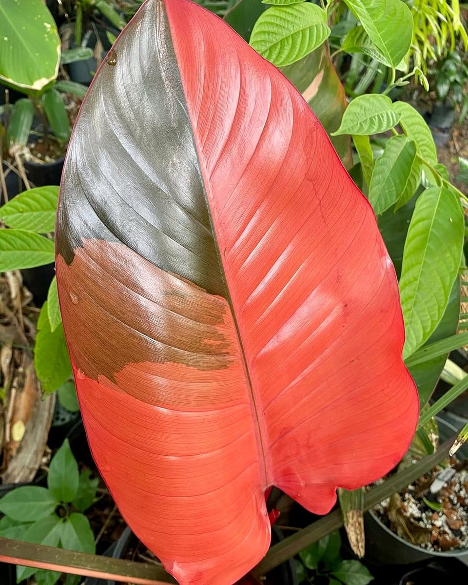 philodendron rojo congo with red and green leaves