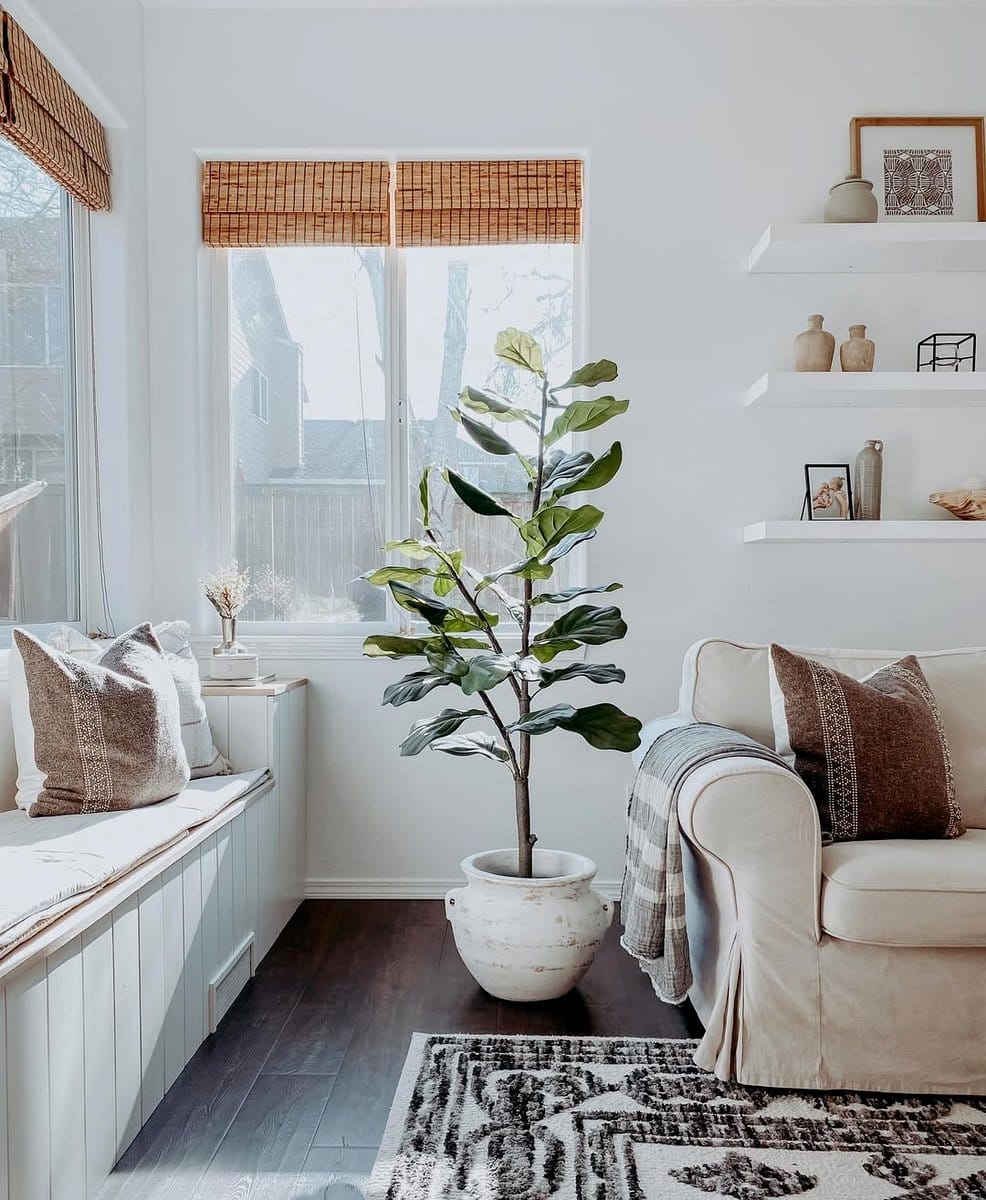 large fiddle leaf fig in living room