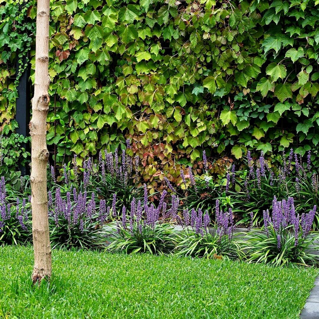 Lilyturf in shady garden pathway