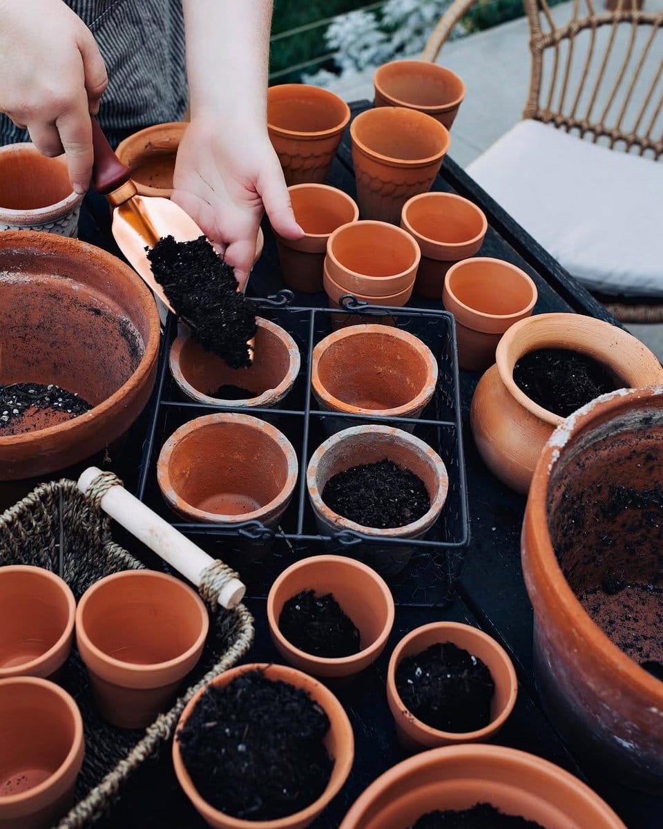 terracotta pots with aloe and cacti