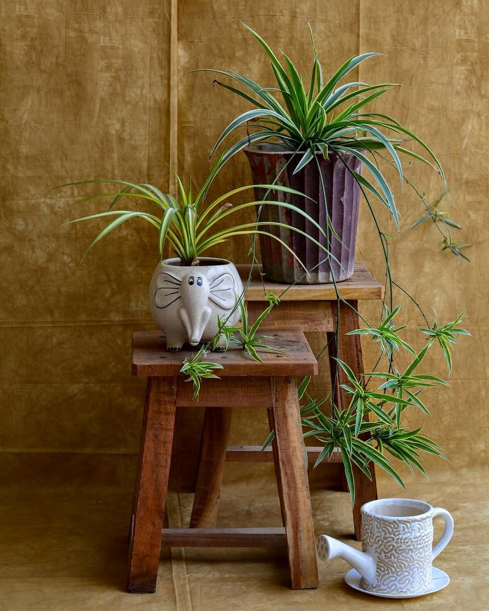 spider plant with baby shoots