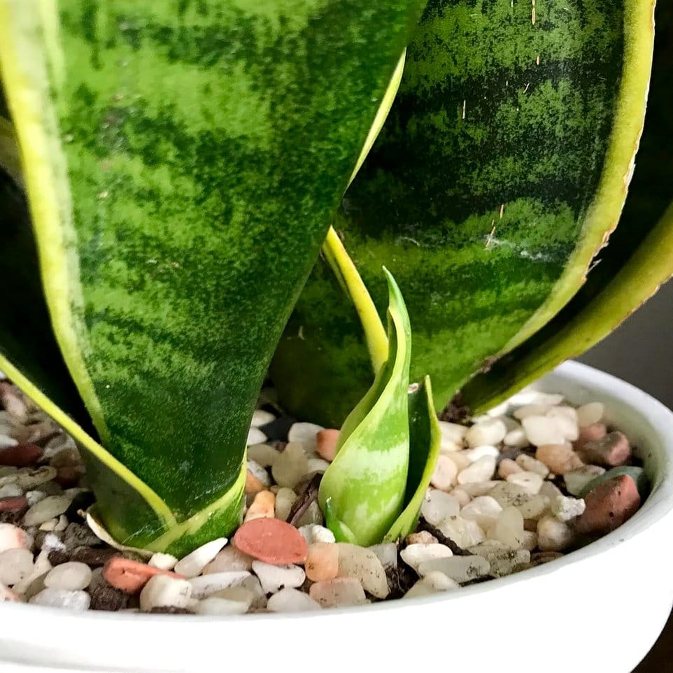 Variegated snake plant in modern ceramic pot