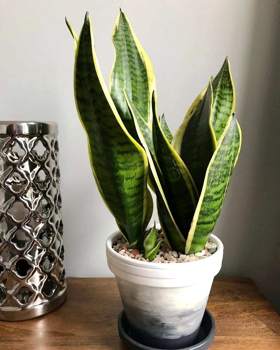 checking snake plant leaves