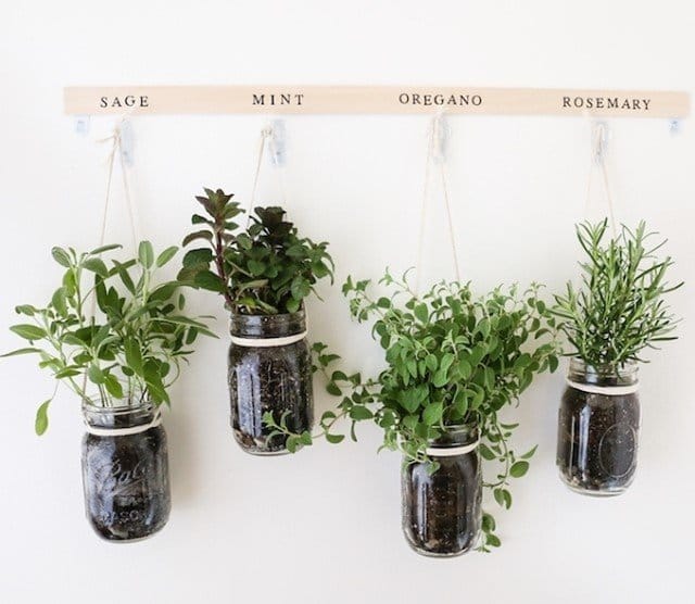 Fresh herbs in hanging mason jars