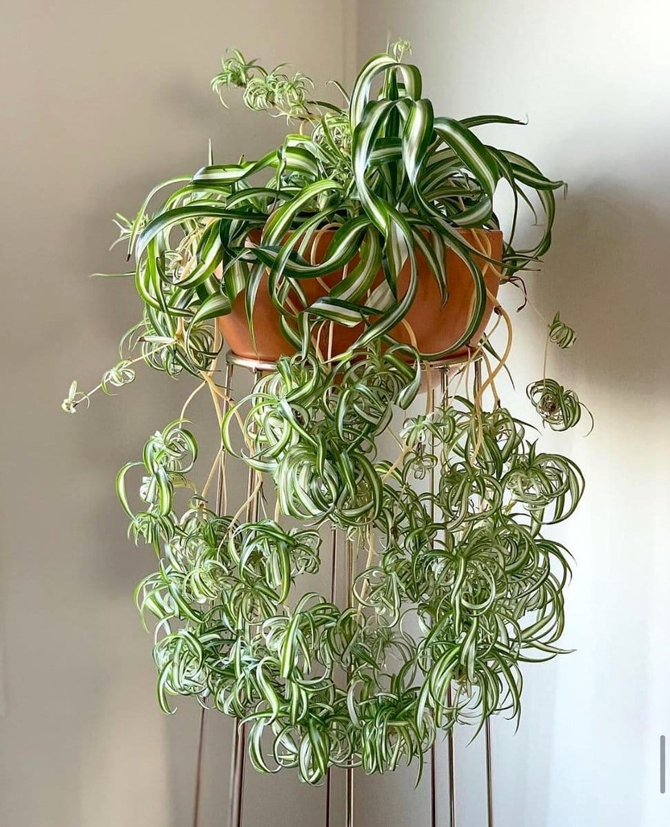 spider plant with hanging babies
