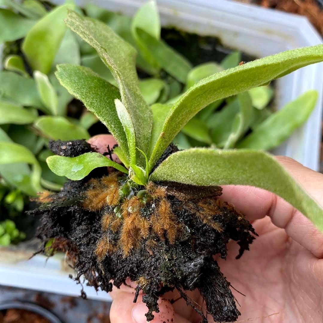 staghorn fern in nursery