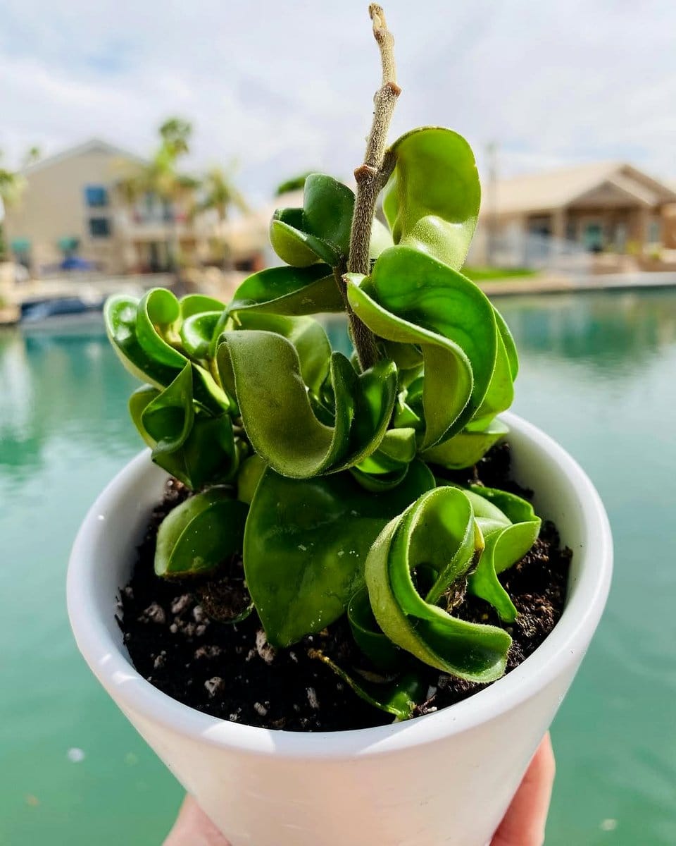 hoya plants with waxy leaves