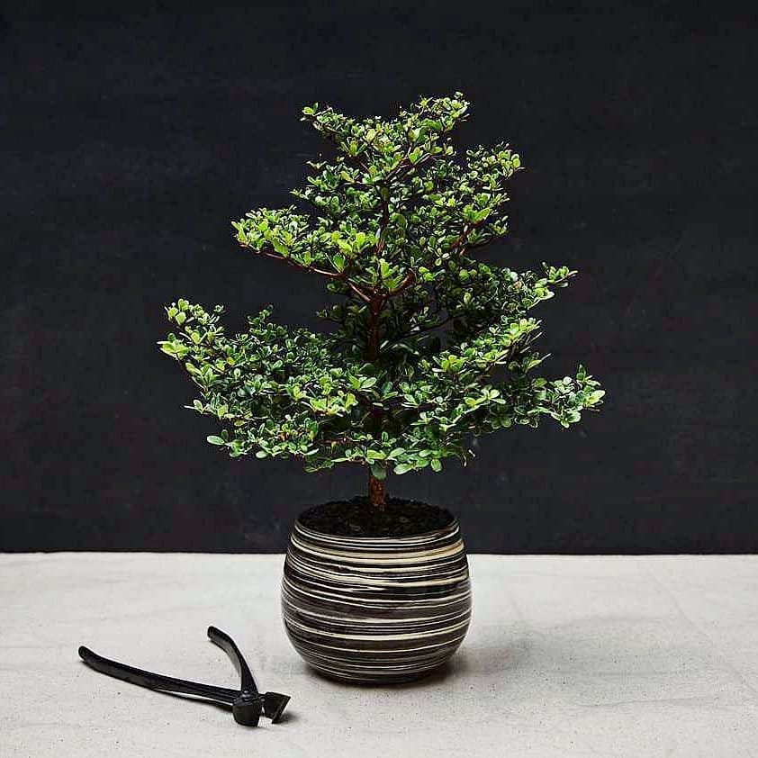 bonsai in antique teapot