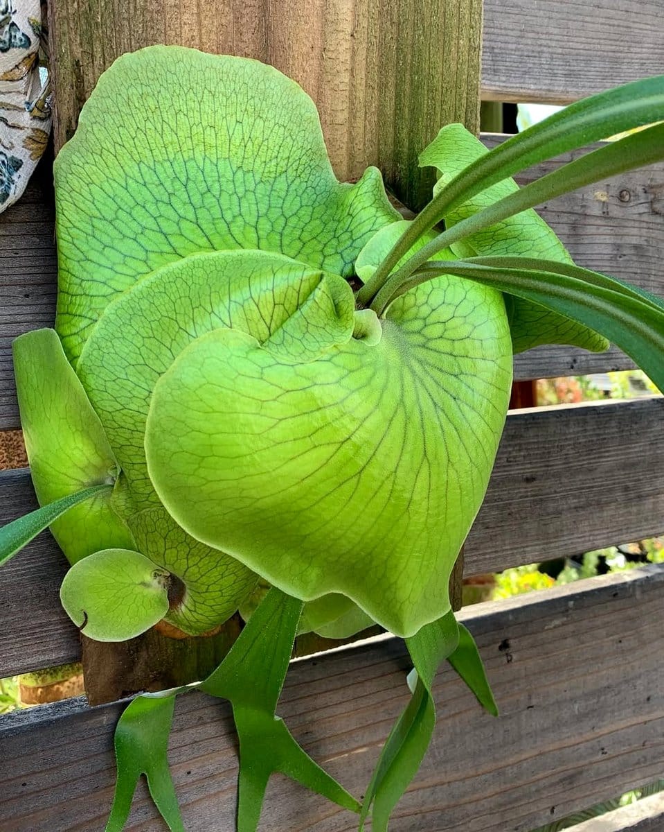 staghorn fern in entryway