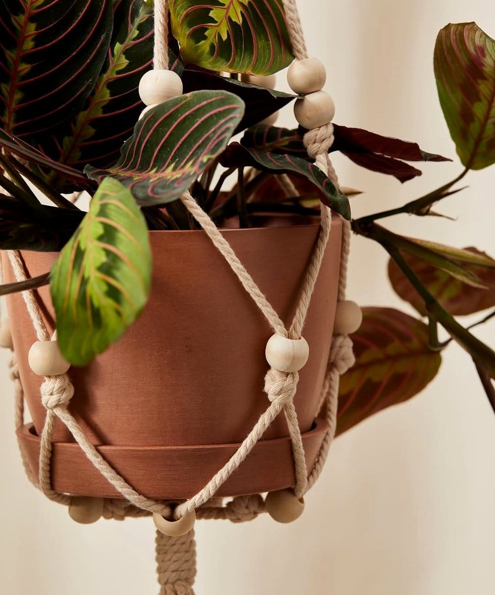 spider plant trio in hanging baskets