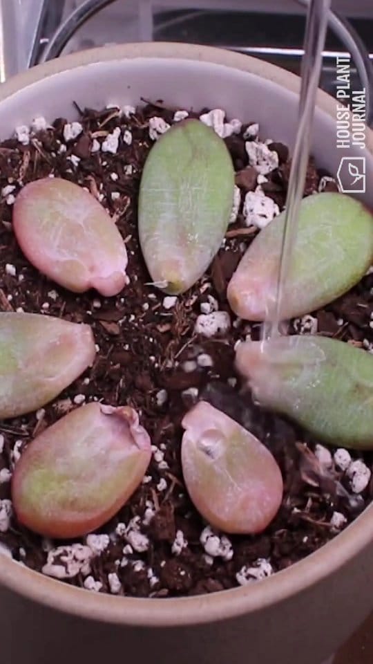 time-lapse of plant growth