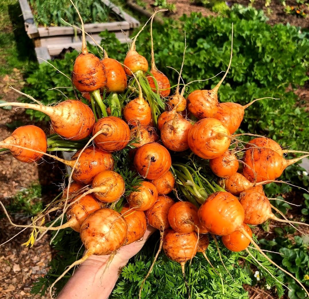 carrots in deep containers