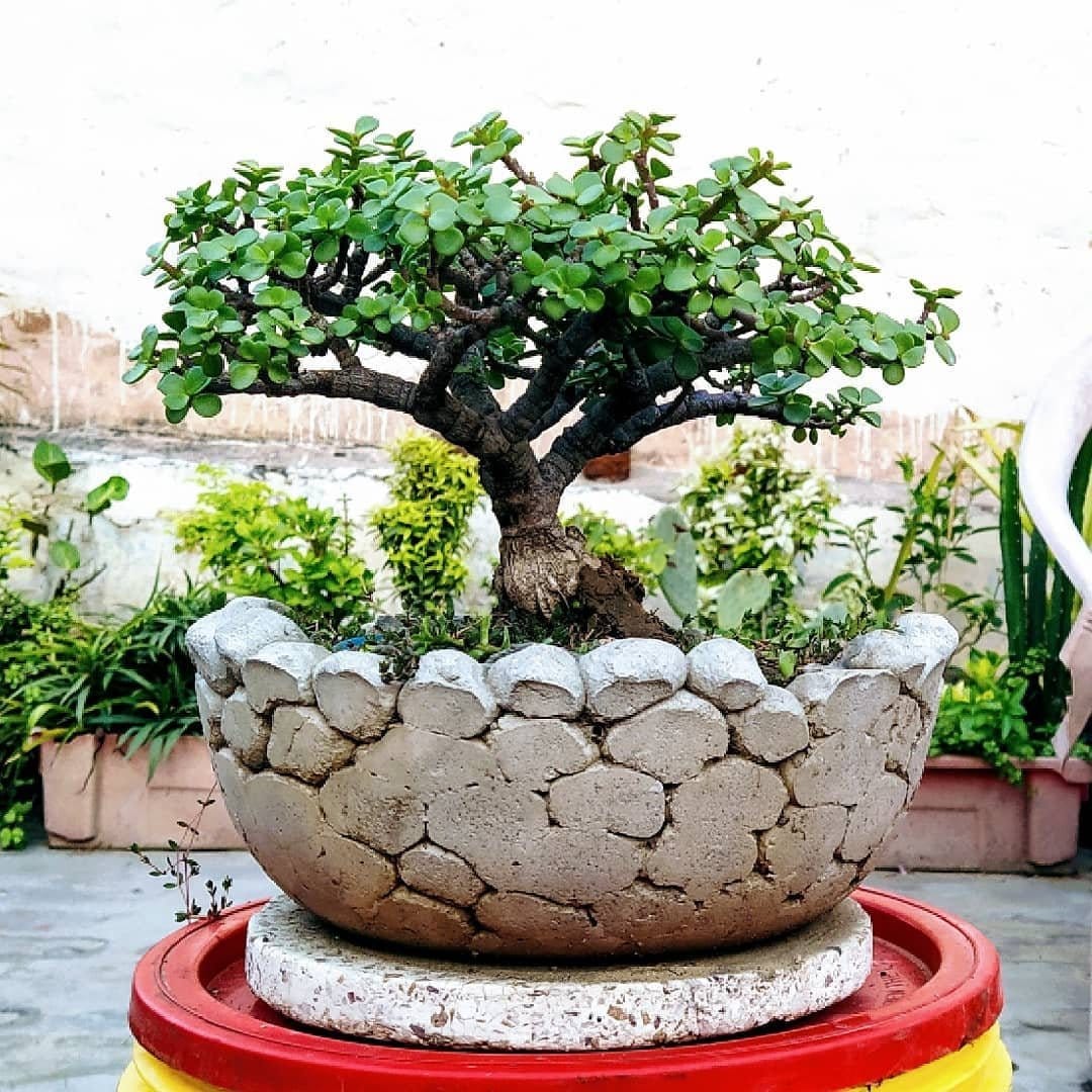 Sturdy jade plant in small planter