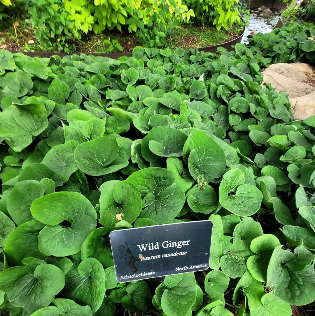 Wild Ginger with heart-shaped leaves