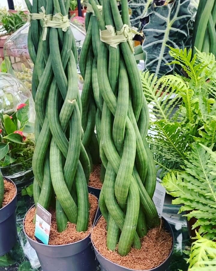 various snake plant varieties