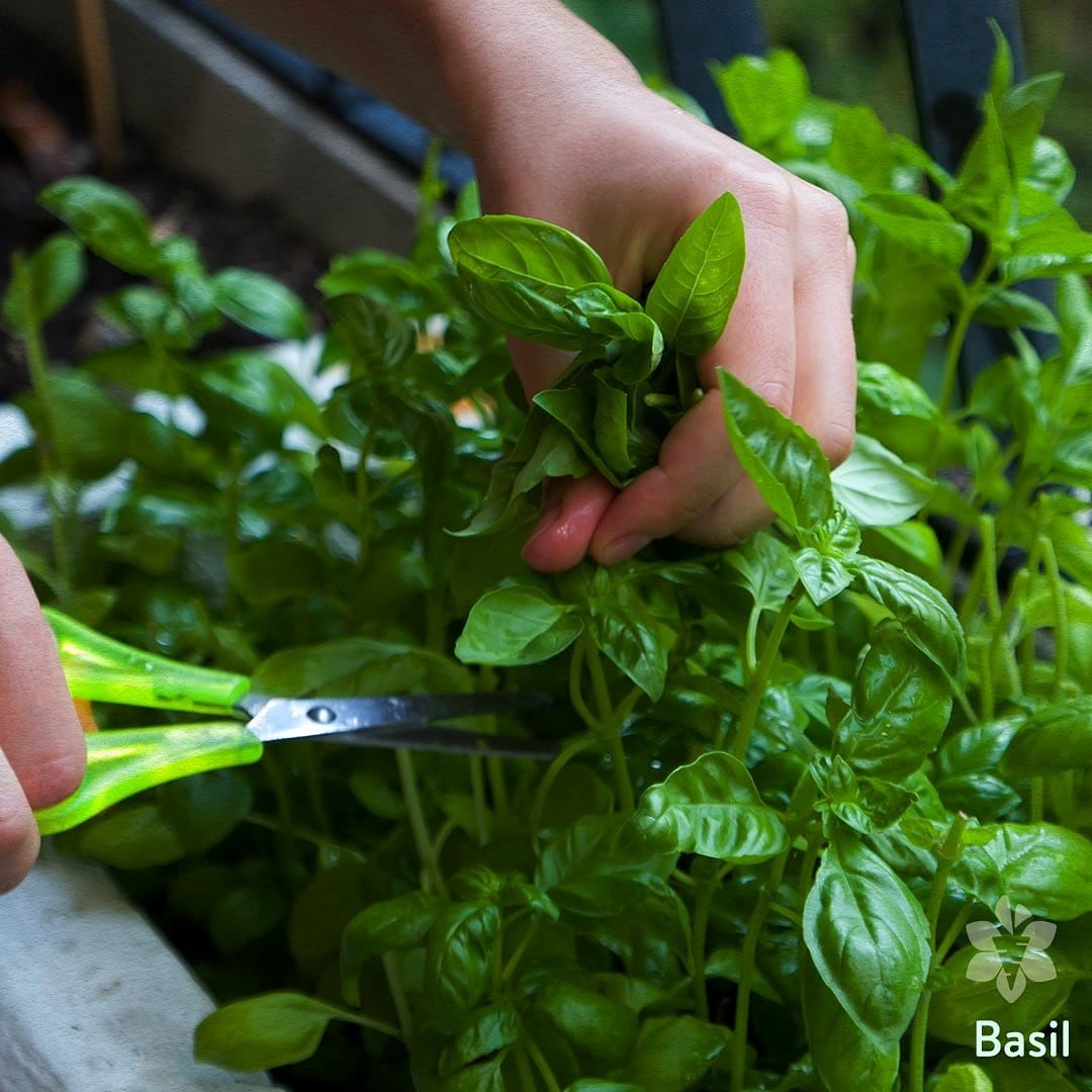 potted lemon verbena and cinnamon basil on a sunny porch