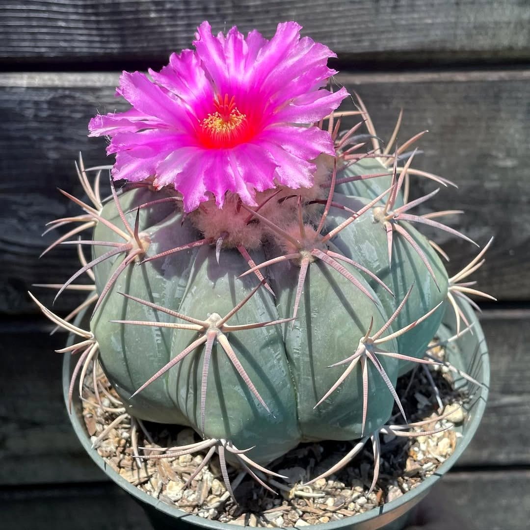 mixed cacti and succulent cluster