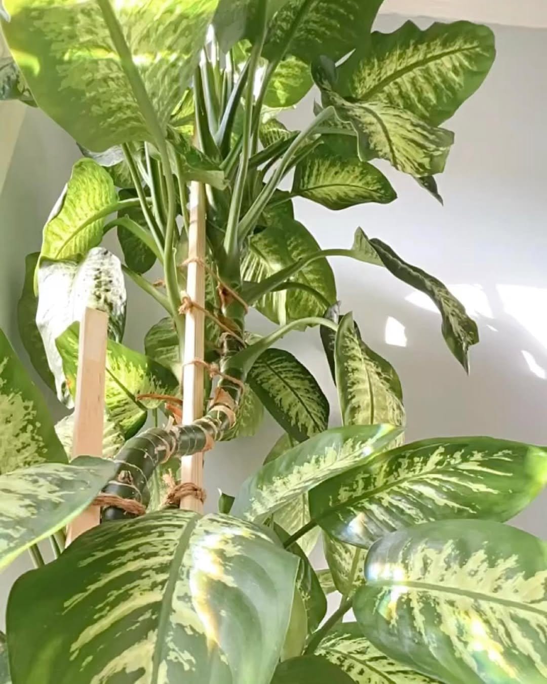 Striking dumb cane in living room