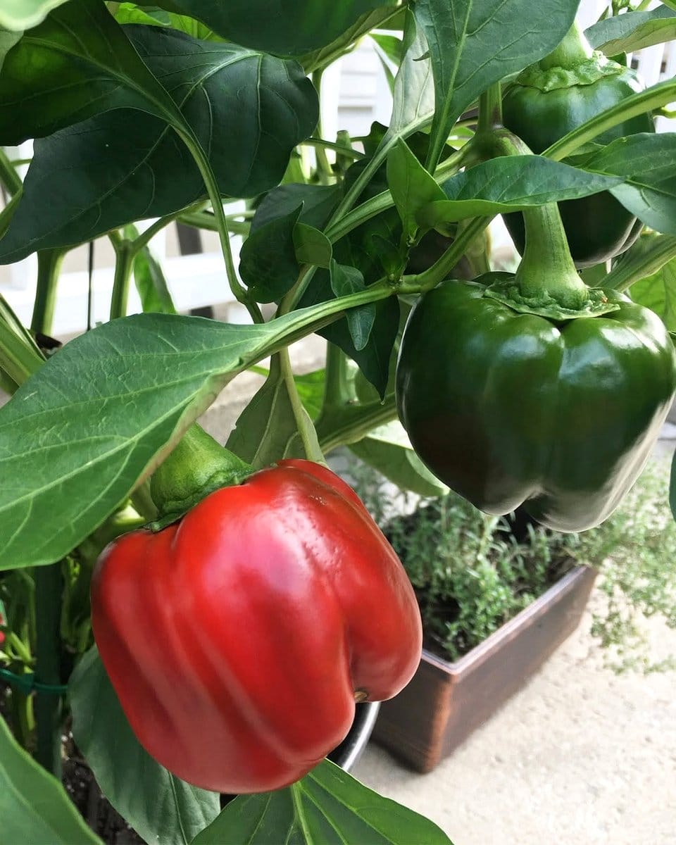 mini bell peppers in pots