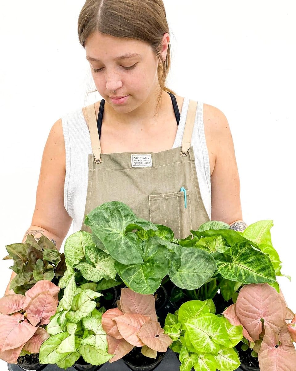arrowhead plant with arrow-shaped leaves in a hanging planter