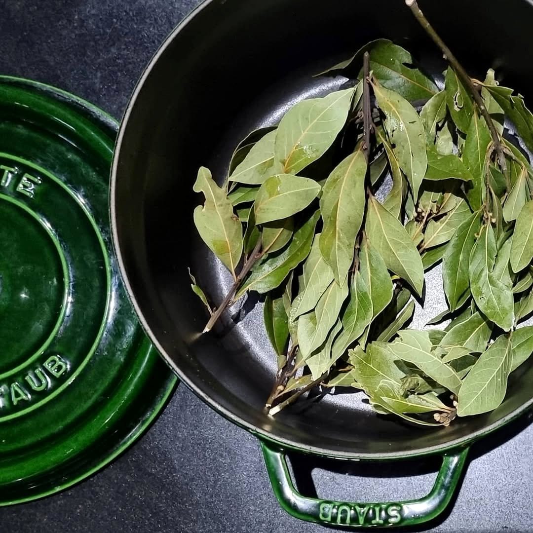 bay laurel leaves in a clay pot
