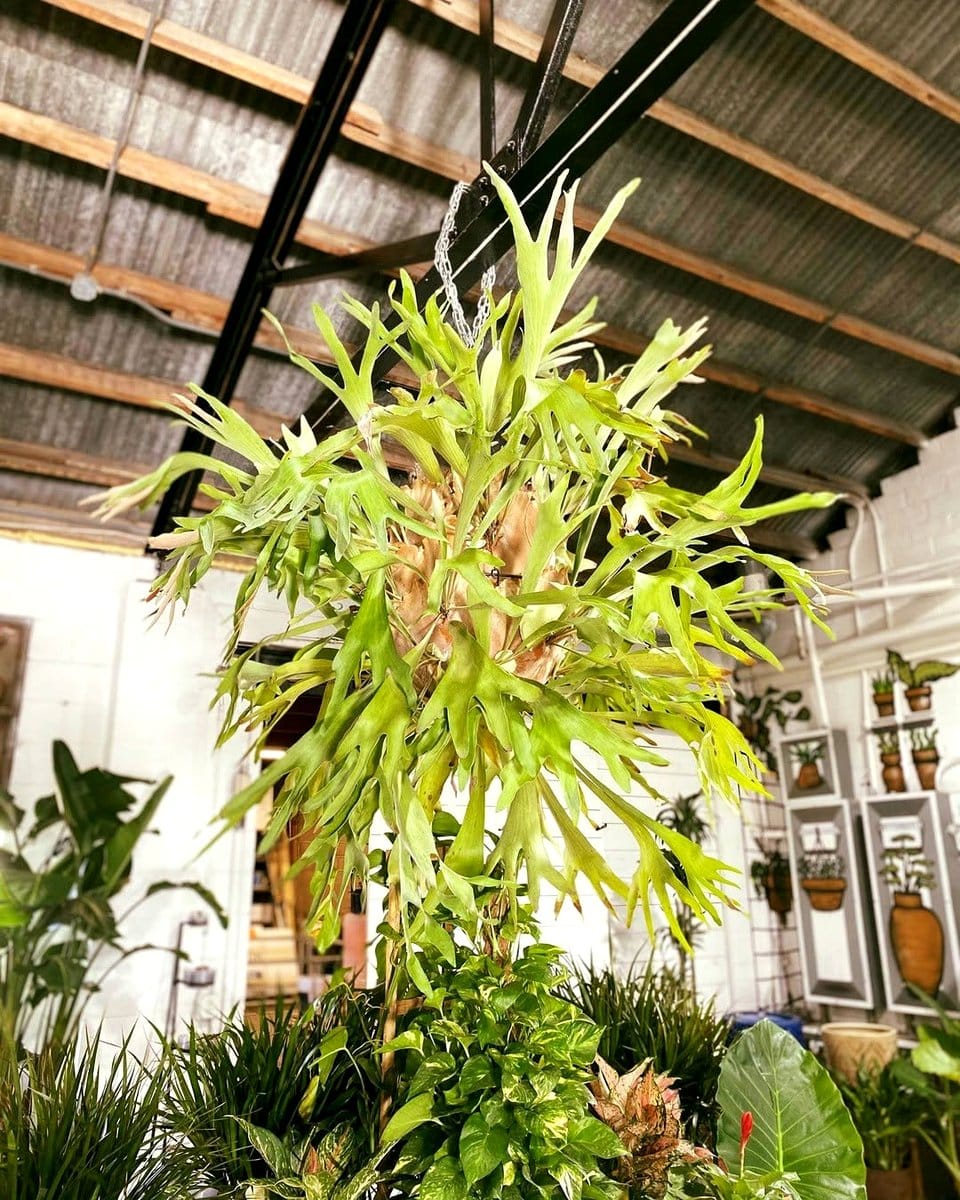 staghorn fern on living room wall