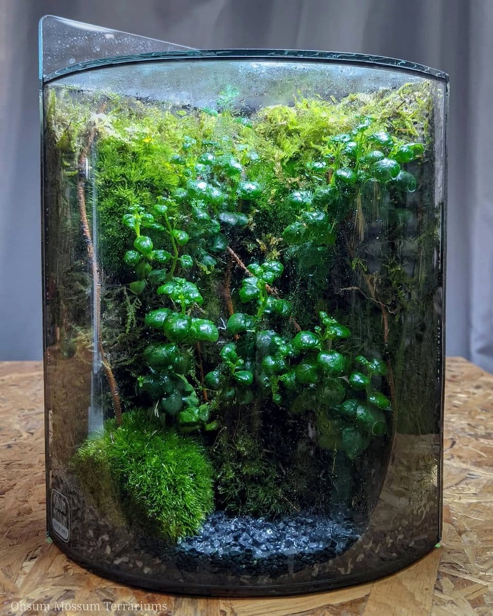 preserved plant terrarium