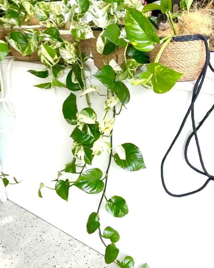 Variegated Pothos draping from a shelf