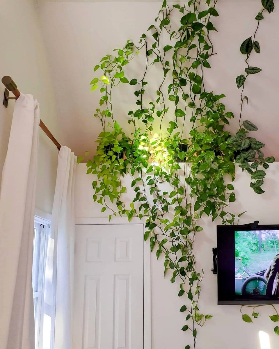 pothos plant hanging from ceiling