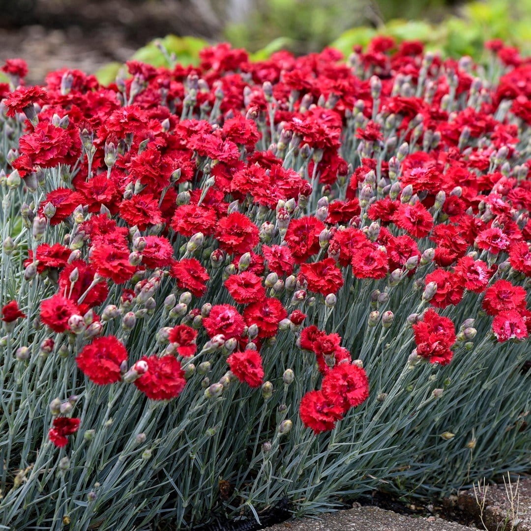 trimming orchid leaves with scissors